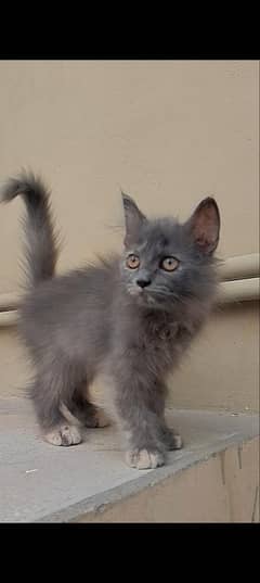 Persian