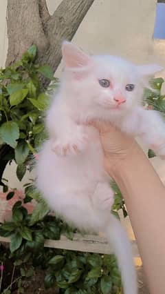 persian kittens