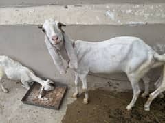 Gulabi