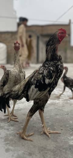Aseel Birds