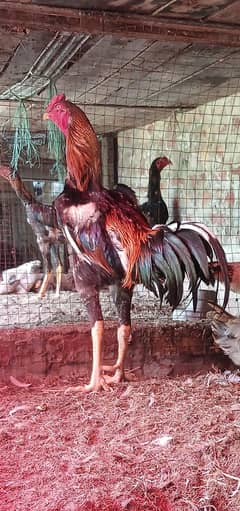 Shamo/heera chicks