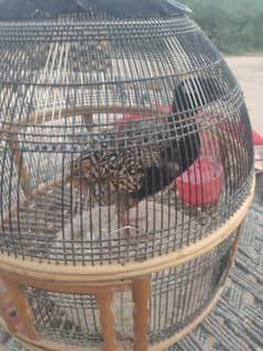 Sindhi black titer for sale
