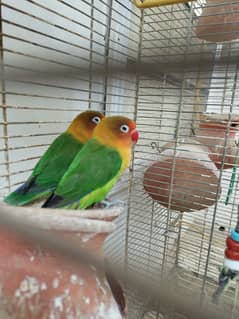 Fisher love bird breeder pair