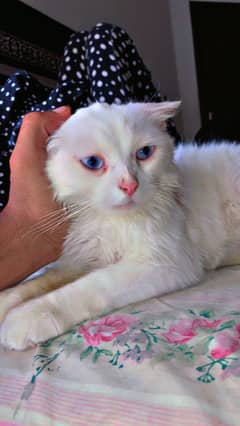 Triple cote Persian kitten for sale