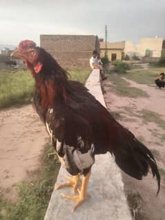 aseel for sale old blood line