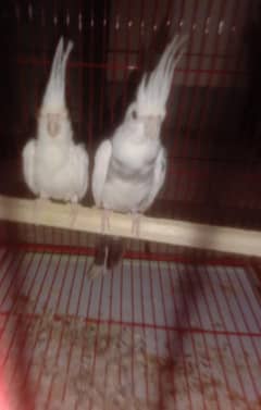 cocktails breeder pair