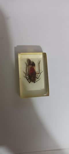 Fossilized insect