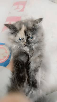 Persian Female kitten