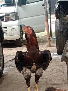 Pakistani lakha home breed