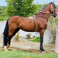 Horse for sale