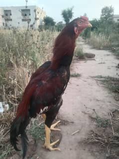 assel for sale