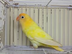 Decino Opline Female