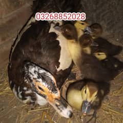 Muscovy