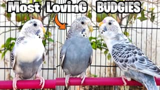 Budgie