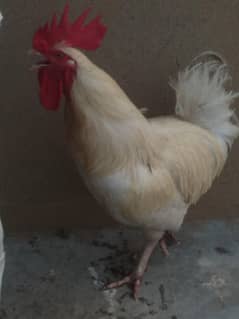 pure desi white cock  beautiful young big size