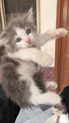 Persian kitten and Cat read full add