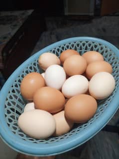 Desi Eggs