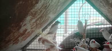 finch