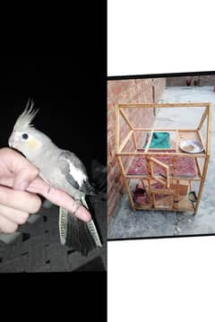 dubbal cage sell and hand tame cocktail playful