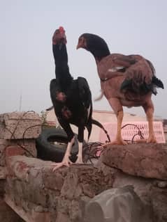 aseel murga Desi murgi