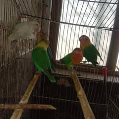 love birds for sale