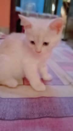 kitten