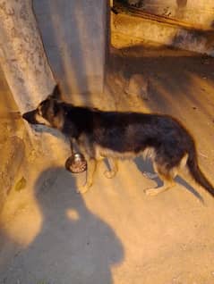 good dog