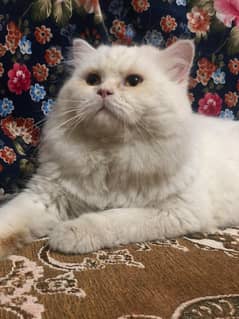 Persian