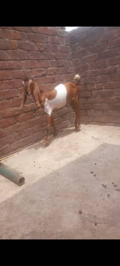 dasi