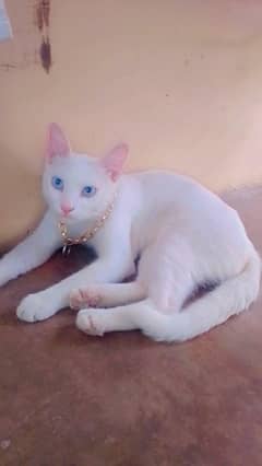 Persian Cat For Sell