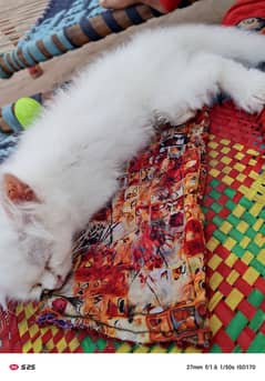 Double coated Persian Female kitten