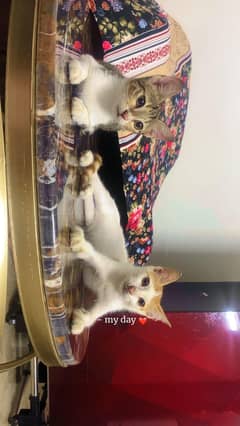 Homebased Cat Boarding service