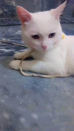 Turkish Persian