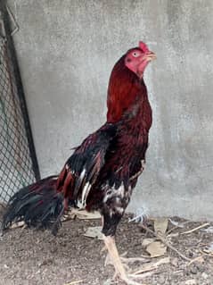 aseel pair available