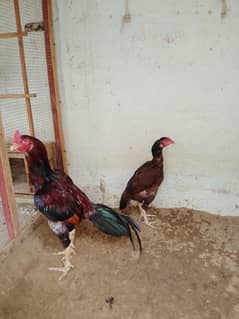lakha aseel murgha /high quality aseel pair