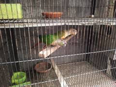 parrots setup sale