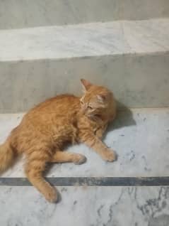 Persian