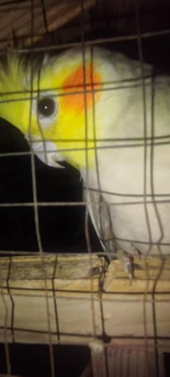 Black eye breeder cocktails