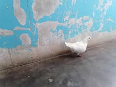 King modena male for sell breed krta hwa ha