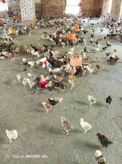 golden misri chicks| Desi Chicks | چوزہ | hens | Chicks /hen