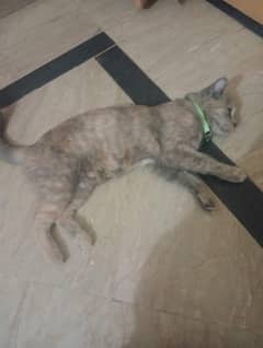 cat