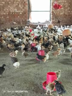 golden misri chicks| Desi Chicks | چوزہ | hens | Chicks /hen