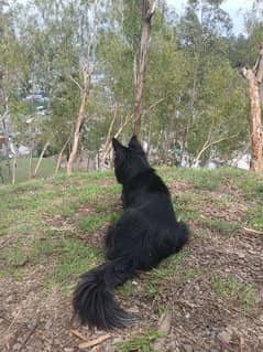 german shephard long coat