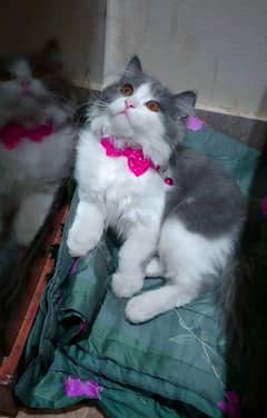persian cat triple coated litter trained