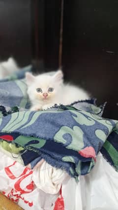 Persian kittens for sale