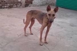 Pugyare cross german shepherd male