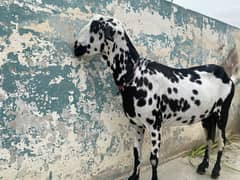 Bakri