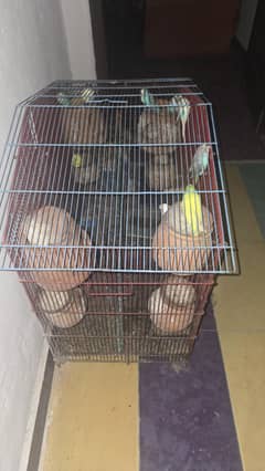 10 pc asrelion parrot  + 8  breding box + cage