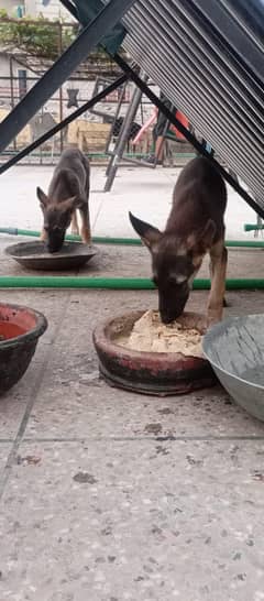 German shepherd  male and female Puppies