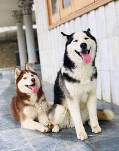blue eyes  brown female black male with passport